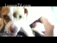 Bestiality XXX Video - Woman giving her pup some worthy oral sex